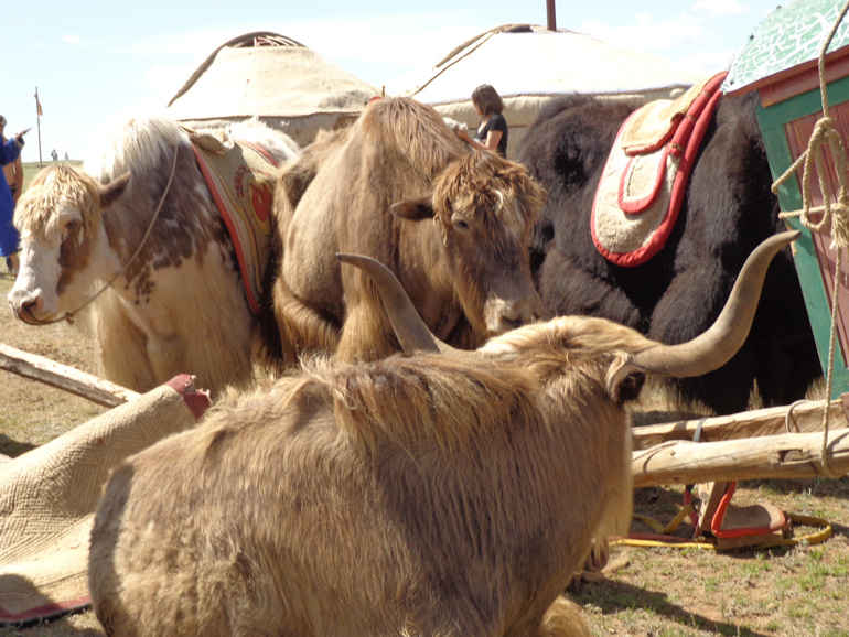 Naadam Festival